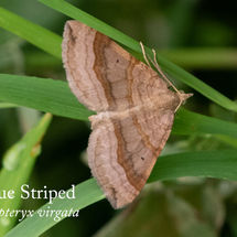 Oblique Striped Phibalapteryx virgata
