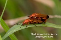Black Tipped Soldier Beetle