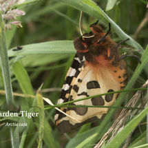 Garden Tiger Arctia caja