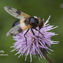 Hoverfly Volucella pellucens