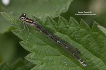 Azure Damselfly Coenagrion puella female