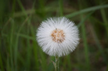 Beautiful Seedhead ready to go.