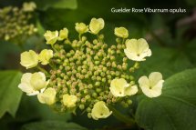 Guelder Rose