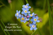 Forget Me Not