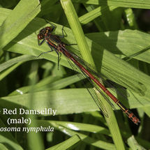 Large Red Damselfly Pyrrhosoma nymphula