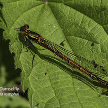 Large Red Damselfly Pyrrhosoma nymphal