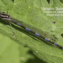 Variable Damselfly Coenagrion pulchellum female blue form