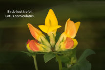 Birdsfoot trefoil