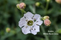 Arabis White Rock Cress
