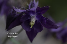 Columbine Aquilegia