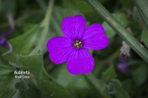 Aubrieta Rockcress