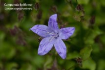 Campanular Bellflower