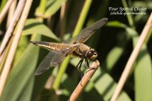 Four Spotted Chaser Libellula quadrimaculata