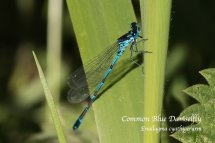 Common Blue Damselfly Enallagma cyathigerurm