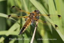 Four Spotted Chaser Libellula quadrimaculata