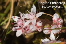 English Stonecrop