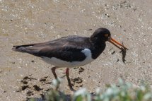 Oyster Catcher
