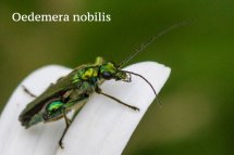 Oedemera nobilis
