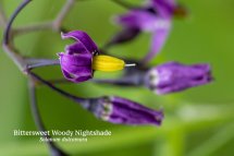 Bittersweet Woody Nightshade Solanum dulcamara