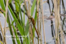 Norfolk Hawker Aeshna isosceles