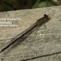Blue tailed Damselfly female form rufescens obsoleta
