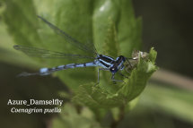 Azure Damselfly Coenagrion puella