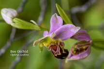 Bee Orchid Ophrys apifera