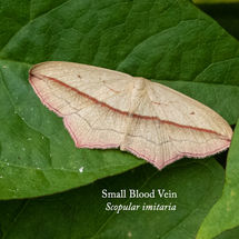 Small Blood Vein Scopular imitaria