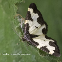 Clouded Border Lomaspillis marginata