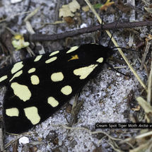 Cream Spot Tiger Moth Arctia villica