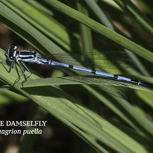 Azure Damselfly Coenagrion puella