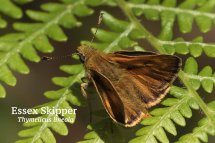 Essex Skipper Thymelicus lineola