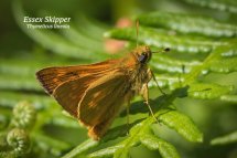 Essex Skipper Thymelicus lineola