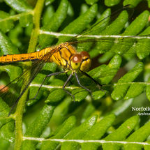 Norfolk Hawker