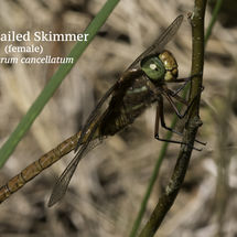 Black tailed Skimmer Female