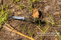 Black-tailed Skimmer (1 of 1)