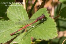 Large Red Damselfly Pyrrhosoma nymphal