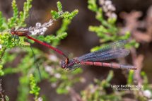 Large Red Damselfly Pyrrhosoma nymphal