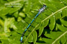 Azure Damselfly Coenagrion puella