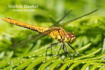Norfolk Hawker Aeshna isosceles
