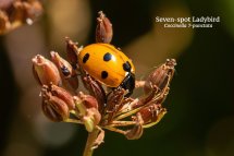Sevenspot Ladybird Coccinella 7 punctata
