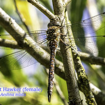 Migrant Hawker female Aeshna mixta