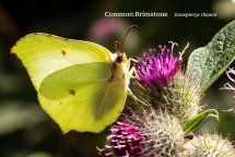Common Brimstone Gonepteryx rhamni