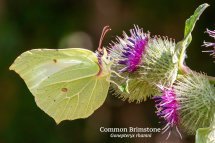 Common Brimstone Gonepteryx rhamni