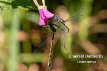 Emerald Damselfly Lestes sponsa
