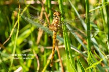 Ruddy Darter Female Sympetrum sanguineum