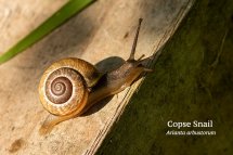 Copse Snail Arianta arbustorum