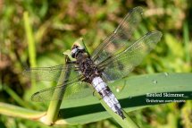 Keeled Skimmer Orthetrum coerulescens