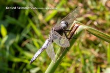 Keeled Skimmer Orthetrum coerulescens
