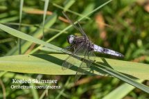 Keeled Skimmer Orthetrum coerulescens